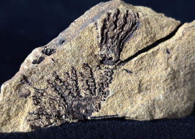 Sostronocrinus sp. (STRIMPLE & McGINNIS 1969) - Bild © FossNet FossilienStore